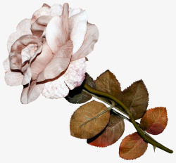 彩铅白色玫瑰素材