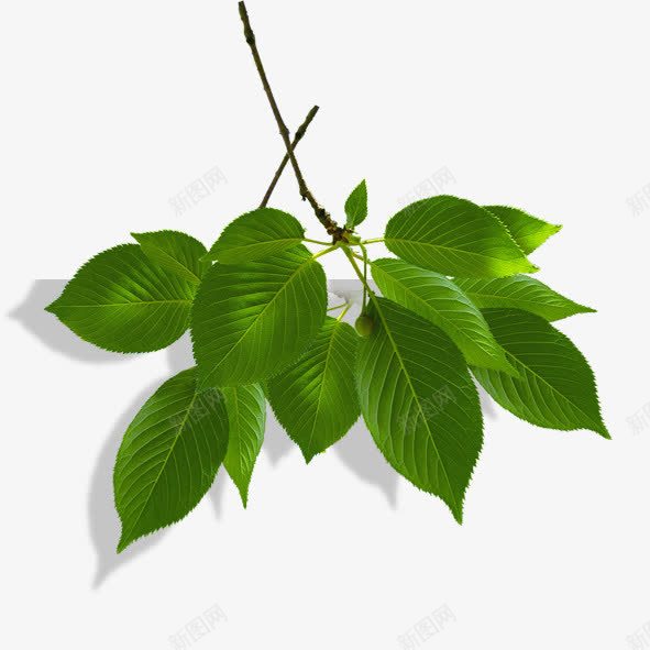 树枝上的叶子png免抠素材_新图网 https://ixintu.com 叶子 树叶 树枝 绿色 能源