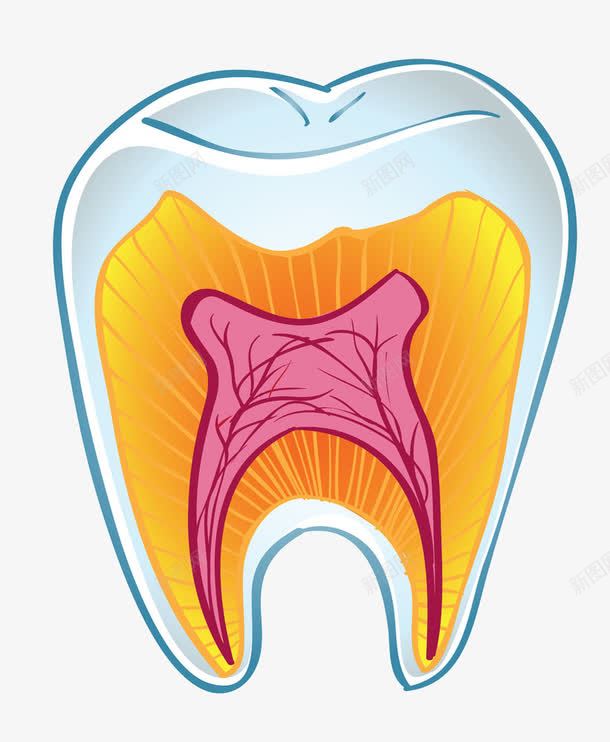 卡通牙齿png免抠素材_新图网 https://ixintu.com 保护牙齿 健康牙齿 洁白牙齿