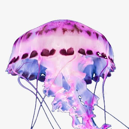 美丽水母png免抠素材_新图网 https://ixintu.com 水母 海洋生物 漂亮 粉色 红色水母 美丽