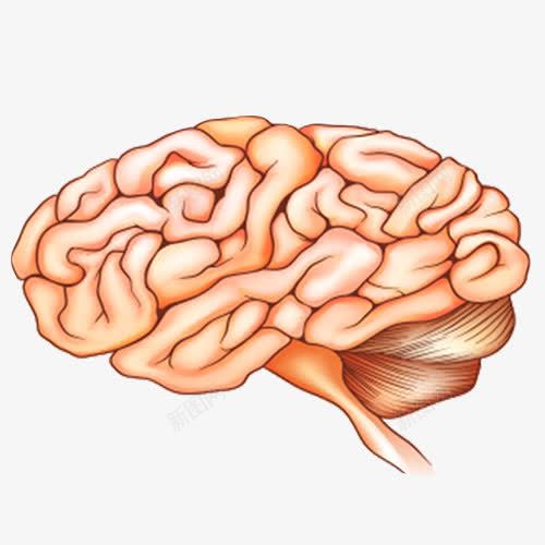 大脑分布图图标png_新图网 https://ixintu.com 脑细胞 脑血管 脑血管免抠图 脑血管卡通图 脑袋 脑部 血管图