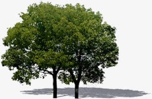 摄影环境渲染效果树木图png免抠素材_新图网 https://ixintu.com 摄影 效果 树木 渲染 环境