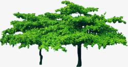 园林植物树木清新素材