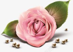 粉色玫瑰花朵手绘珍珠素材