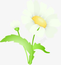 摄影白色夏日花朵素材