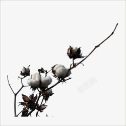 棉花开放棉花高清图片