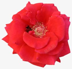 唯美背景花卉红色花朵素材