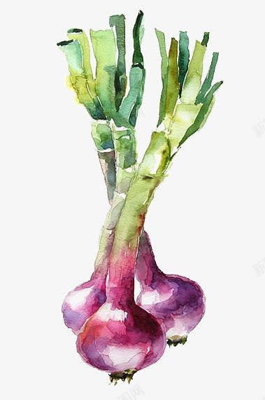 洋葱png免抠素材_新图网 https://ixintu.com 创意蔬菜 卡通蔬菜 手绘蔬菜 水彩洋葱 洋葱头 紫色洋葱