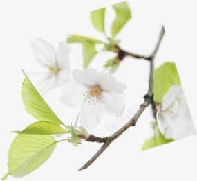 创意白色的6桃花合成png免抠素材_新图网 https://ixintu.com 创意 合成 桃花 白色