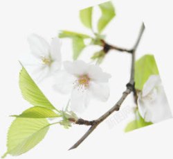 创意白色的6桃花合成素材