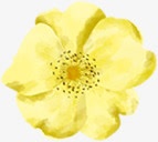 合成创意水彩黄色的植物花卉素材
