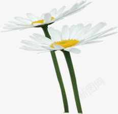 白色唯美小花花朵装饰png免抠素材_新图网 https://ixintu.com 白色 花朵 装饰