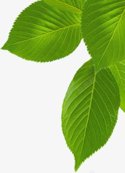 绿茶树叶素材