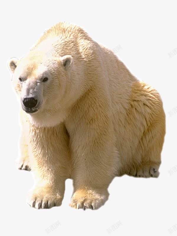 白色北极熊png免抠素材_新图网 https://ixintu.com 冰原动物 北极熊 实物 猛兽 白色