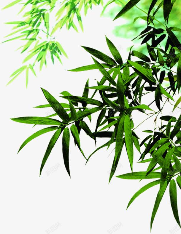 绿色植物树叶海报装饰png免抠素材_新图网 https://ixintu.com 树叶 海报 绿色植物 装饰
