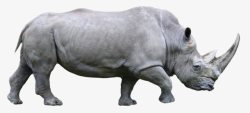 独角犀犀牛高清图片