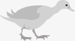 灰色家禽灰色的鸭子高清图片