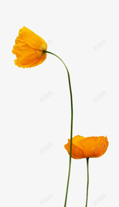 黄色的花png免抠素材_新图网 https://ixintu.com 一朵黄花 花 花卉 黄色的花