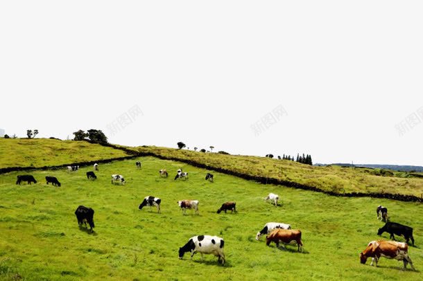 山坡上的羊群png免抠素材_新图网 https://ixintu.com 丘陵 山坡 放牧 植物 牧羊曲