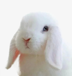 白色粉嫩的垂耳兔素材