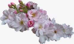 粉色花朵花苞素材