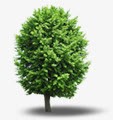 夏日海报绿色树木植物png免抠素材_新图网 https://ixintu.com 夏日 树木 植物 海报 绿色