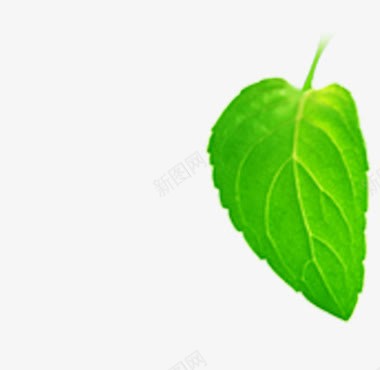 绿色树叶植物小清新单片png免抠素材_新图网 https://ixintu.com 树叶 植物 清新 绿色