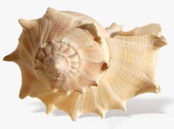 壳类海螺高清图片