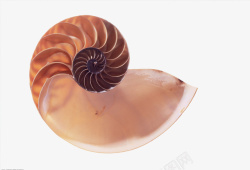 棕色螺旋铜棕色螺旋状的海螺手绘高清图片