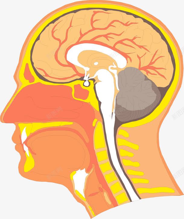 手绘大脑png免抠素材_新图网 https://ixintu.com 器官 大脑 手绘