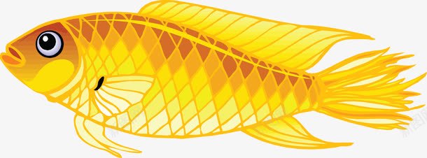 金龙鱼png免抠素材_新图网 https://ixintu.com 金龙鱼 鱼类