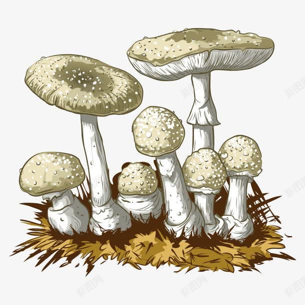 卡通蘑菇png免抠素材_新图网 https://ixintu.com 卡通 卡通蘑菇 菇类 菌子 蘑菇