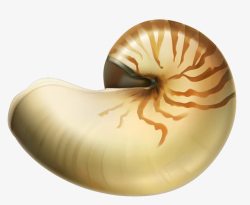 花纹壳蜗牛壳简图高清图片