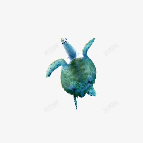 乌龟png免抠素材_新图网 https://ixintu.com 海中生物 绿色乌龟 高像素