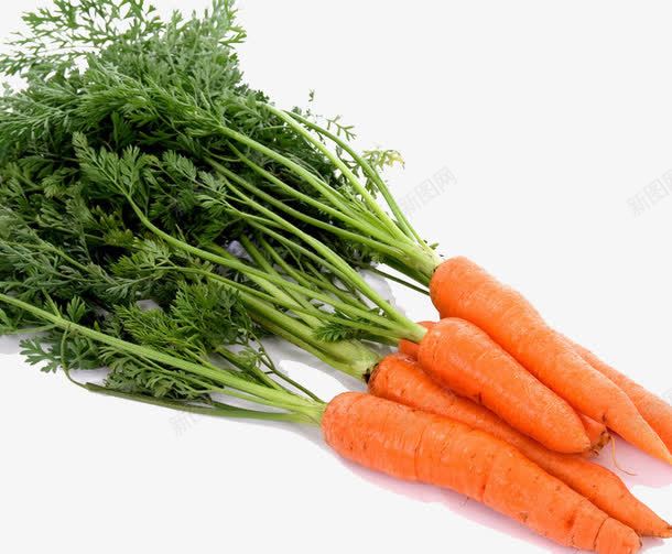 新鲜胡萝卜png免抠素材_新图网 https://ixintu.com 产品实物 健康食品 胡萝卜 蔬菜类食品 餐饮美食