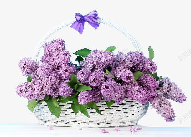紫色花篮png免抠素材_新图网 https://ixintu.com 创意花卉 紫色花朵 花篮