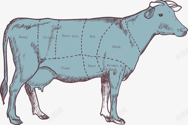 牛部位分割图png免抠素材_新图网 https://ixintu.com 分割图 手绘 牛 肉类