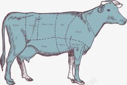 牛肉部位分割牛部位分割图高清图片