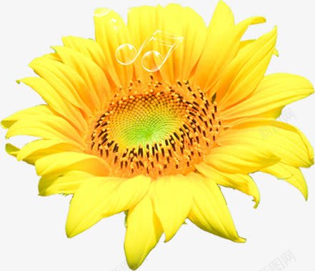 黄色清新花朵向日葵花蕊png免抠素材_新图网 https://ixintu.com 向日葵 清新 花朵 花蕊 黄色