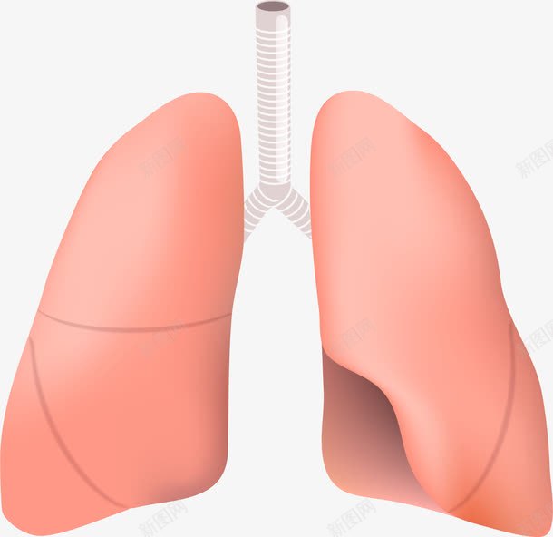 手绘肺png免抠素材_新图网 https://ixintu.com 器官 手绘 肺