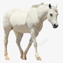 一匹白马一匹白马高清图片