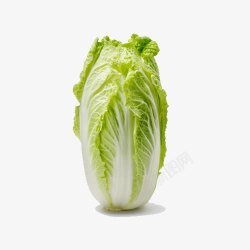 绿色蔬菜白菜素材