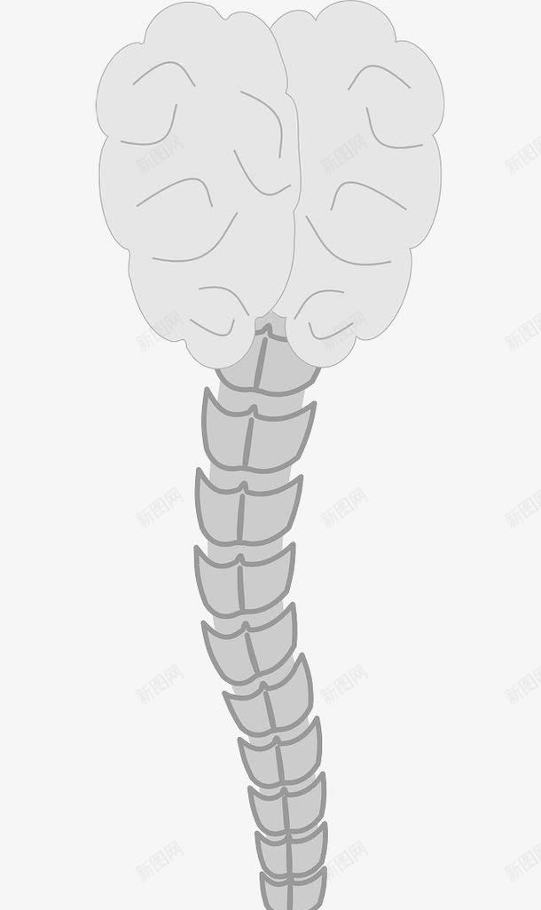 人体脊椎骨png免抠素材_新图网 https://ixintu.com 人体 研究 脊椎骨 观察