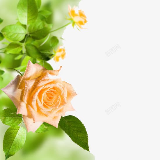 花朵边框png免抠素材_新图网 https://ixintu.com 植物 花叶 花朵 边框