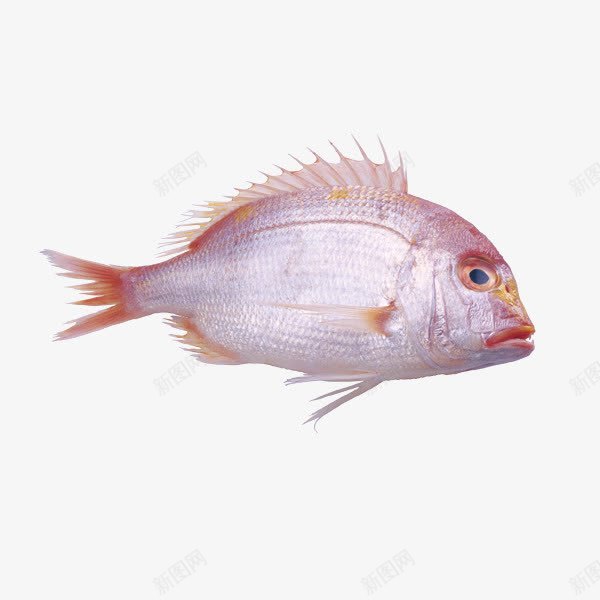 海鱼psd免抠素材_新图网 https://ixintu.com 海鱼 生鲜 鱼 鱼类