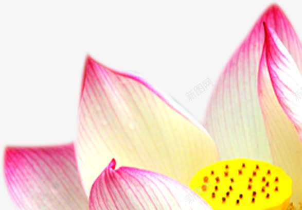 景深效果粉红色的花朵png免抠素材_新图网 https://ixintu.com 效果 景深 粉红色 花朵