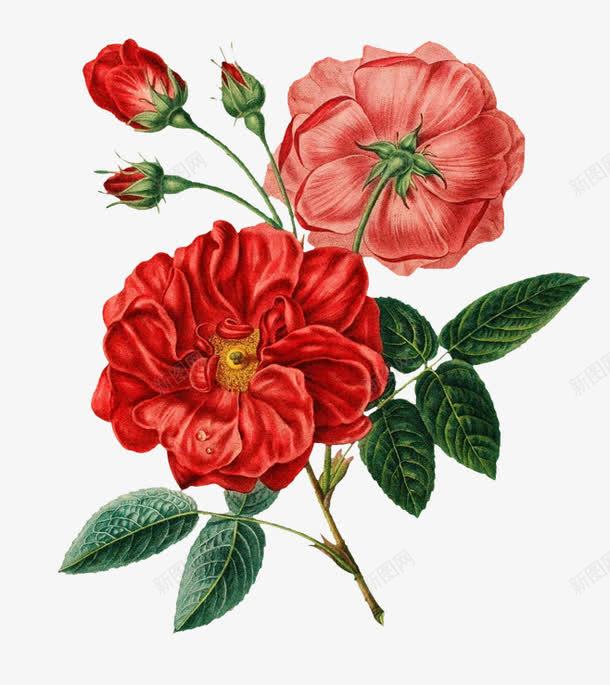 蔷薇花图png免抠素材_新图网 https://ixintu.com 开放 植物 红色 蔷薇花