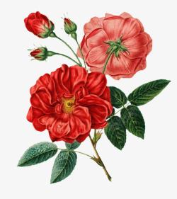 蔷薇花图素材