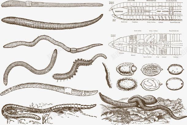 虫子png免抠素材_新图网 https://ixintu.com 无脊椎动物 虫子