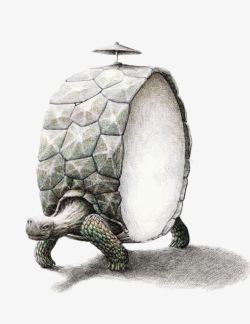 创意鼓形状乌龟素材